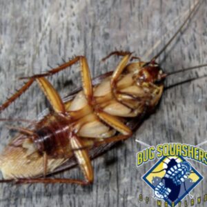 Bug Squashers of Maryland