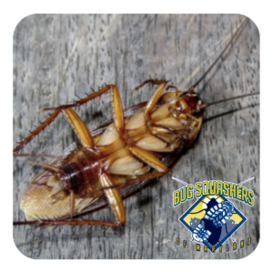 Bug Squashers of Maryland