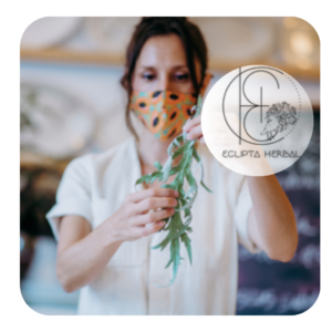 Eclipta Herbal