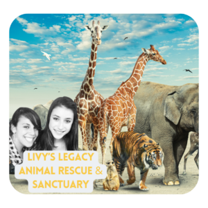Livy’s Legacy: Rescue & Sanctuary
