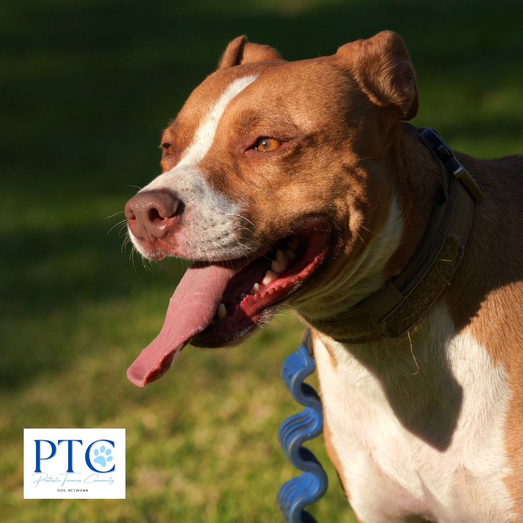 Pawtastic Tummies Community Dog Network Inc (PTC Dog Network)